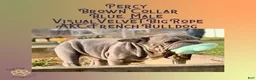 French Bulldog dogs for sale: Percy “Brown” Collar, Male - Ad 9