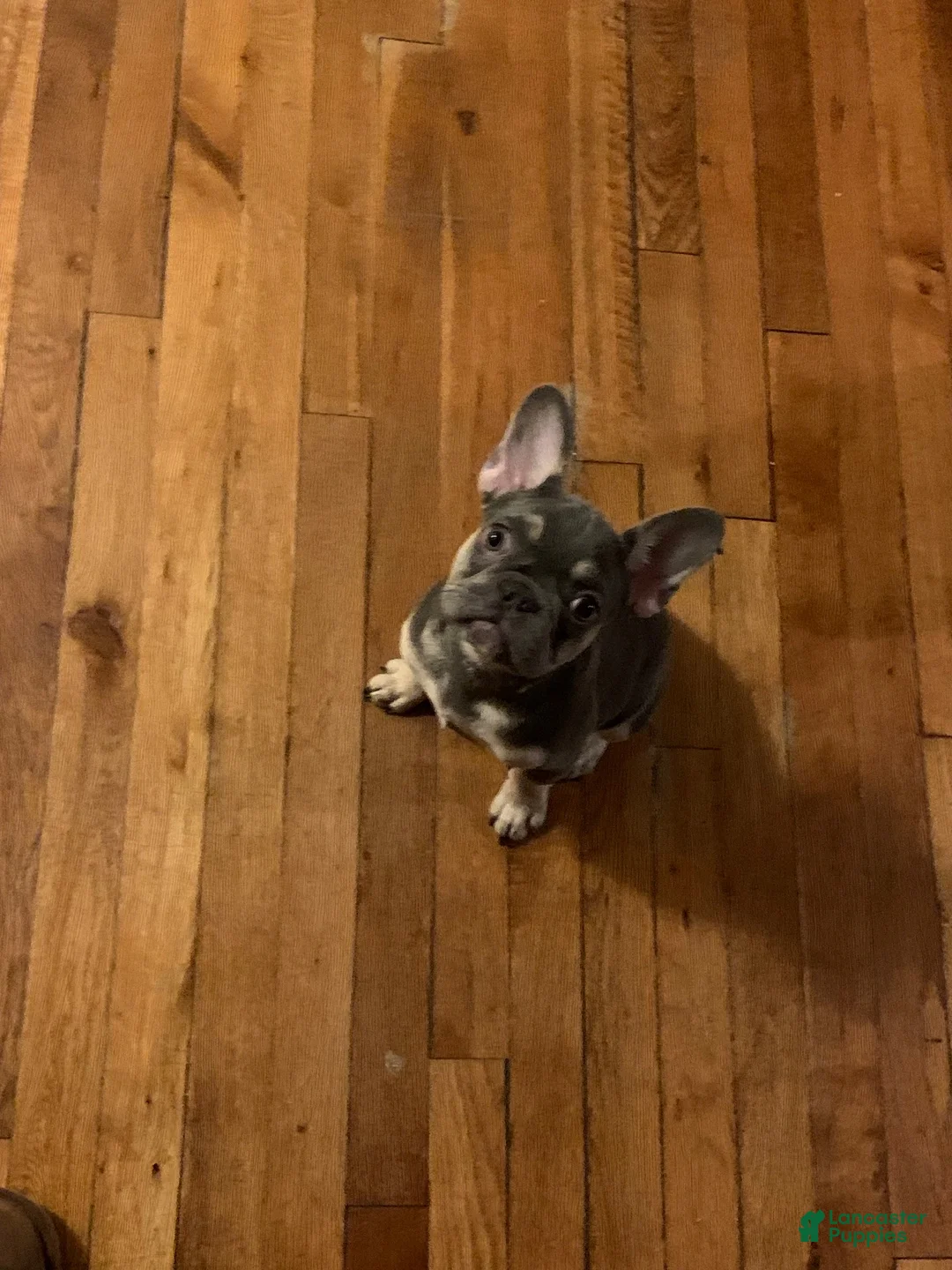 French Bulldog dogs for sale: Khrome - Ad 2