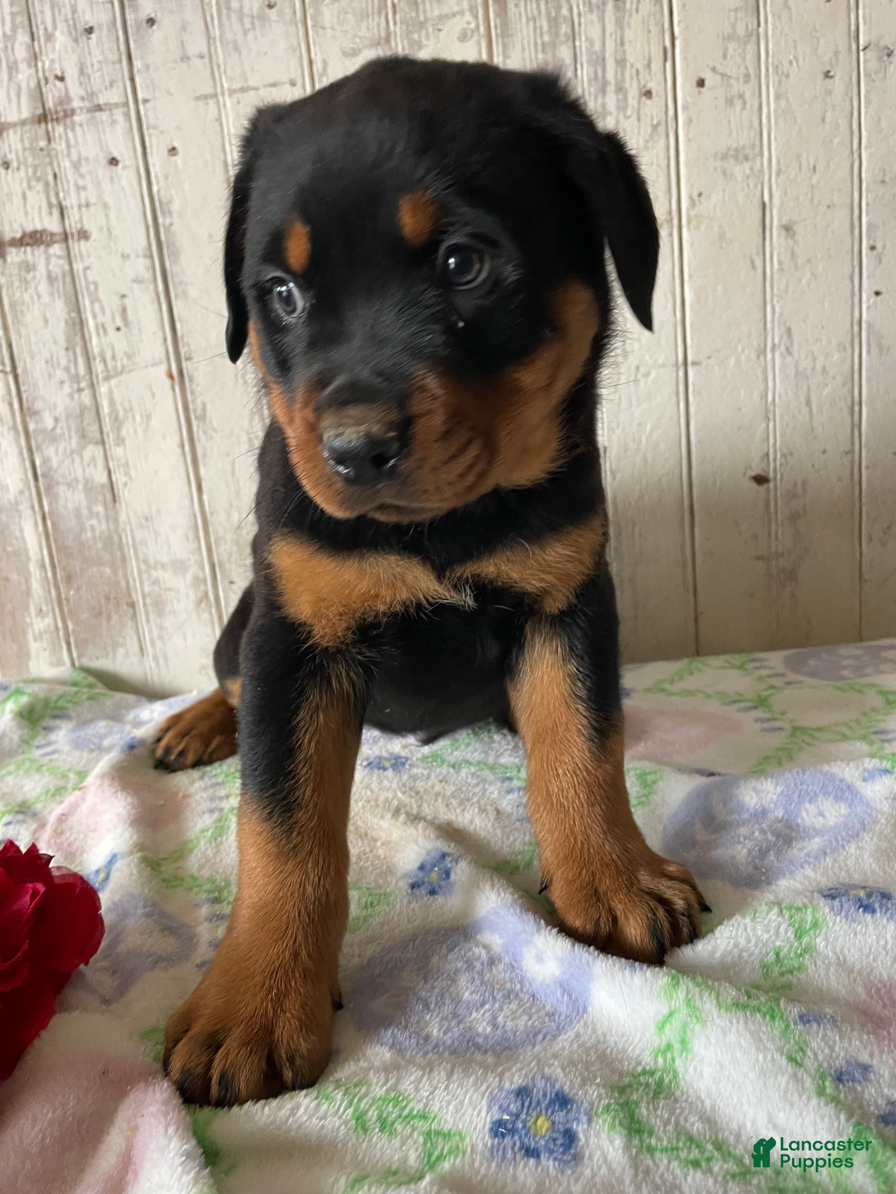 Rottweiler dogs Wolfgang - Ad 29
