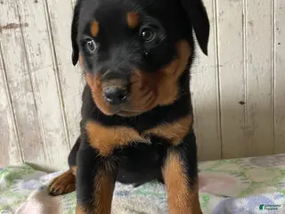 Rottweiler dogs Wolfgang - Ad 29