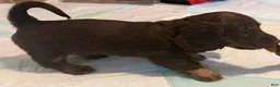 Dachshund dogs for sale: Coco - Ad 6