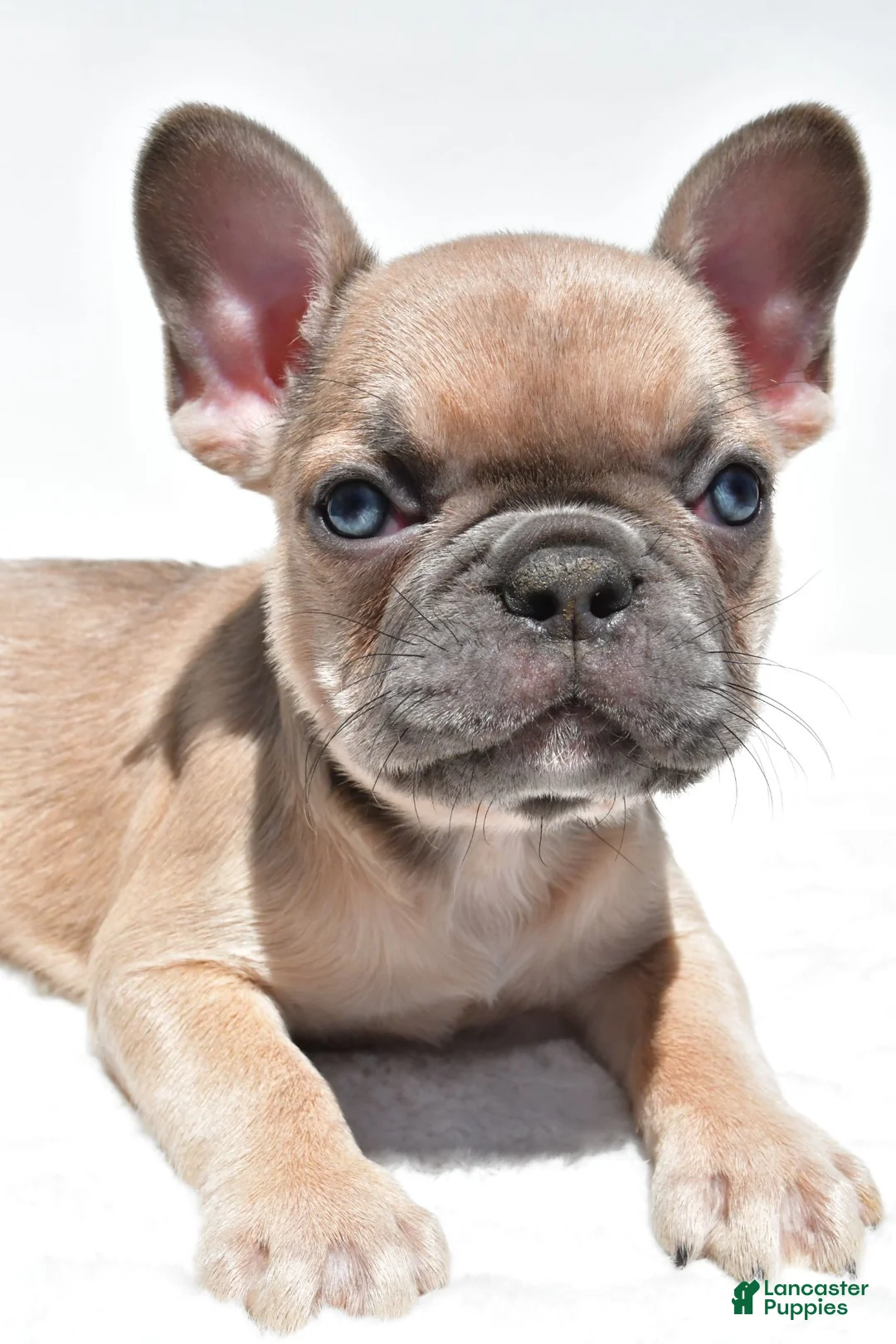 French Bulldog dogs for sale: Bella - Ad 11