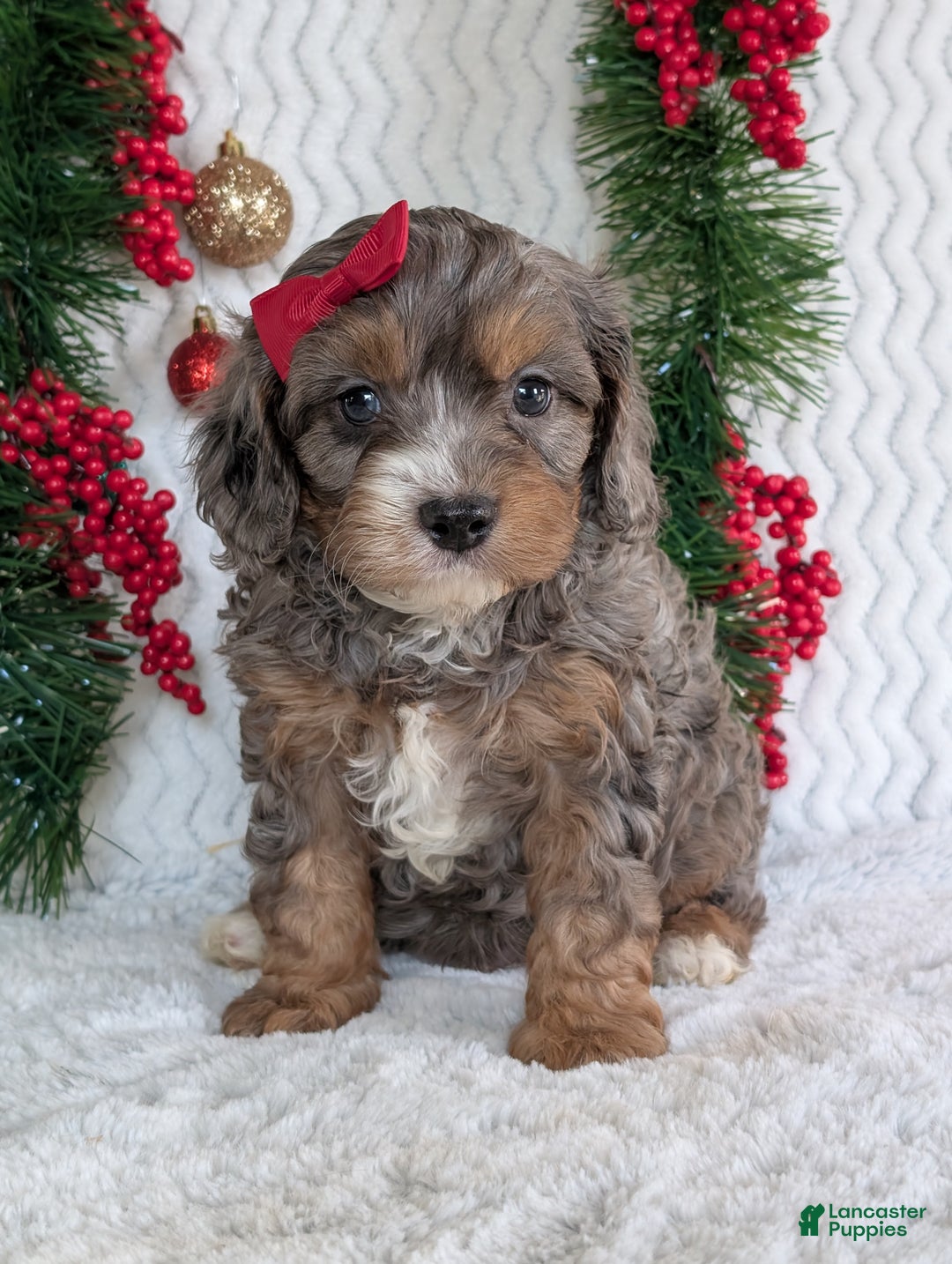 Cavapoo dogs for sale: Asher - Ad 4