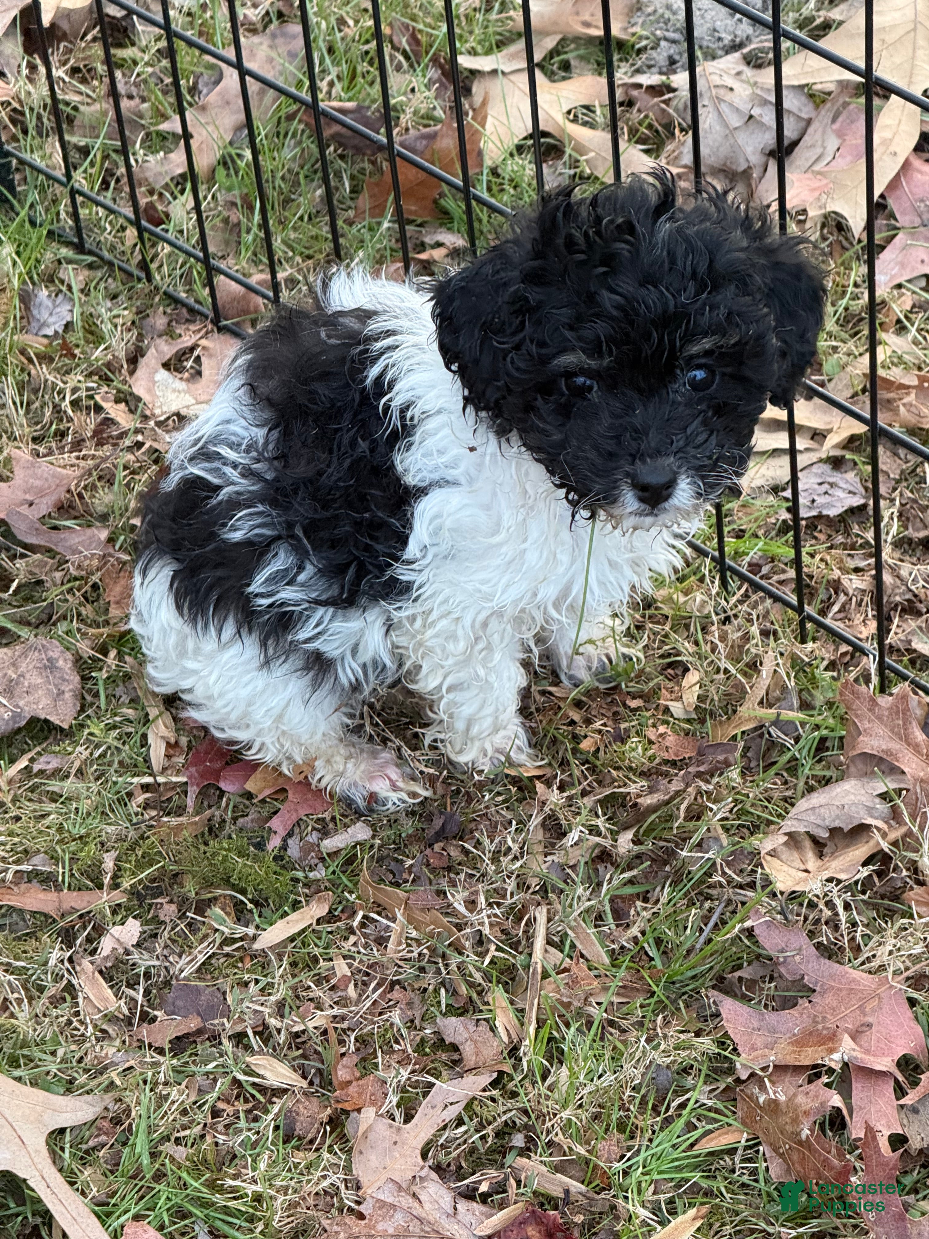 Mixed Breed dogs Mixed Breed Puppy 1 - Ad 2