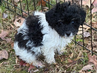 Mixed Breed dogs Mixed Breed Puppy 1 - Ad 2