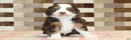 Mini Bernedoodle dogs for sale: Haley - Ad 3