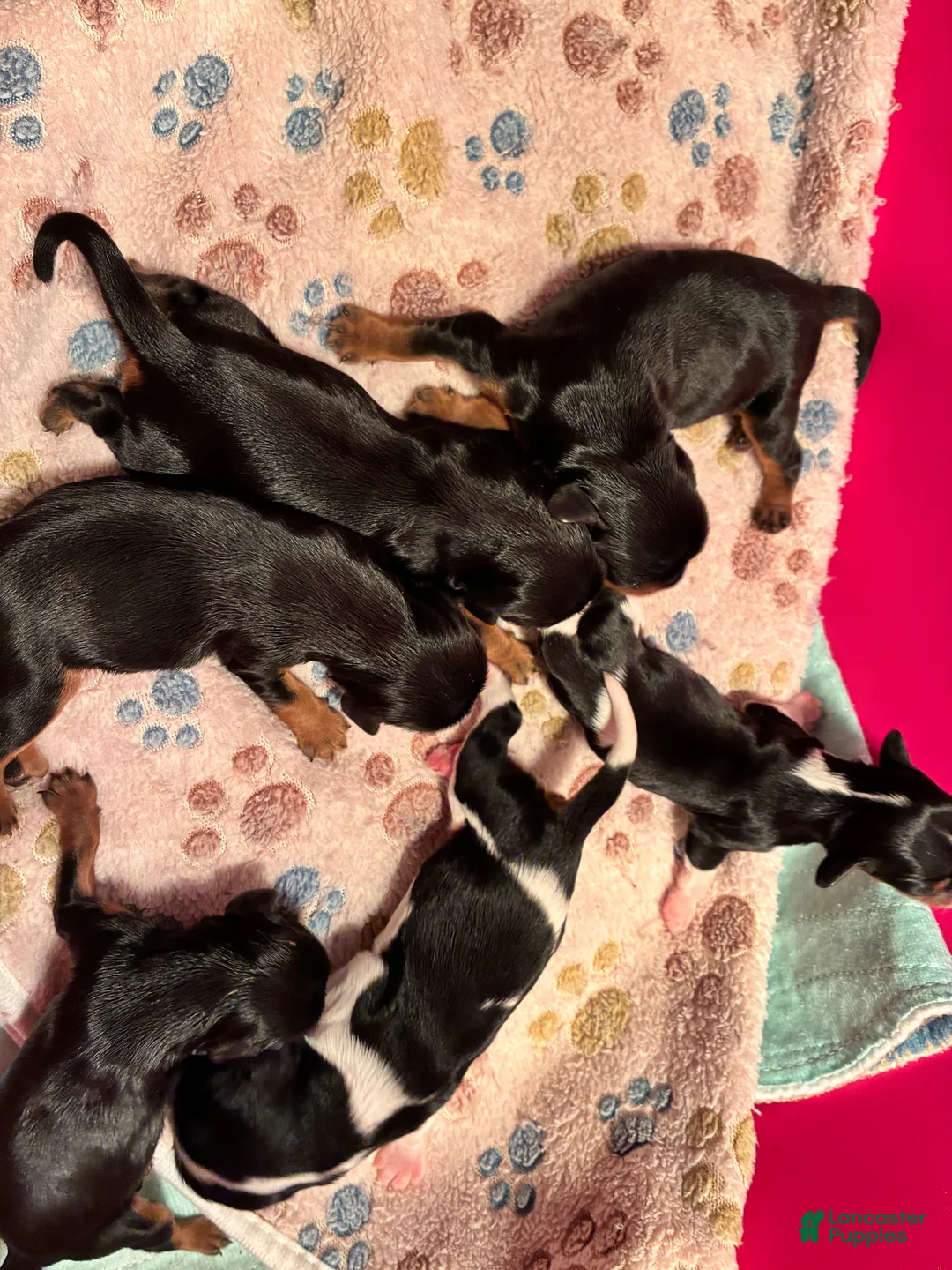 Cavalier King Charles Spaniel dogs for sale: Cavalier King Charles Spaniel 2 - Ad 1