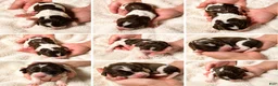 English Springer Spaniel dogs for sale: English Springer Spaniel 5 - Ad 5