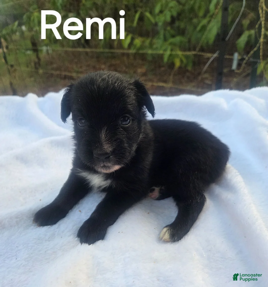Australian Shepherd dogs for sale: Remi - Ad 2
