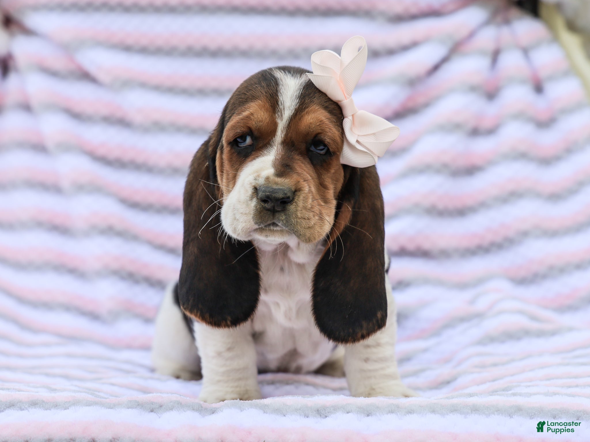 Basset Hound dogs Emma Purebred Basset Hound Pup - Ad 1