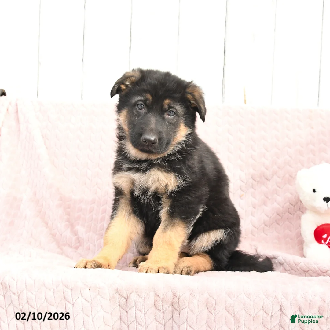 German Shepherd dogs for sale: Scarlett - Ad 2