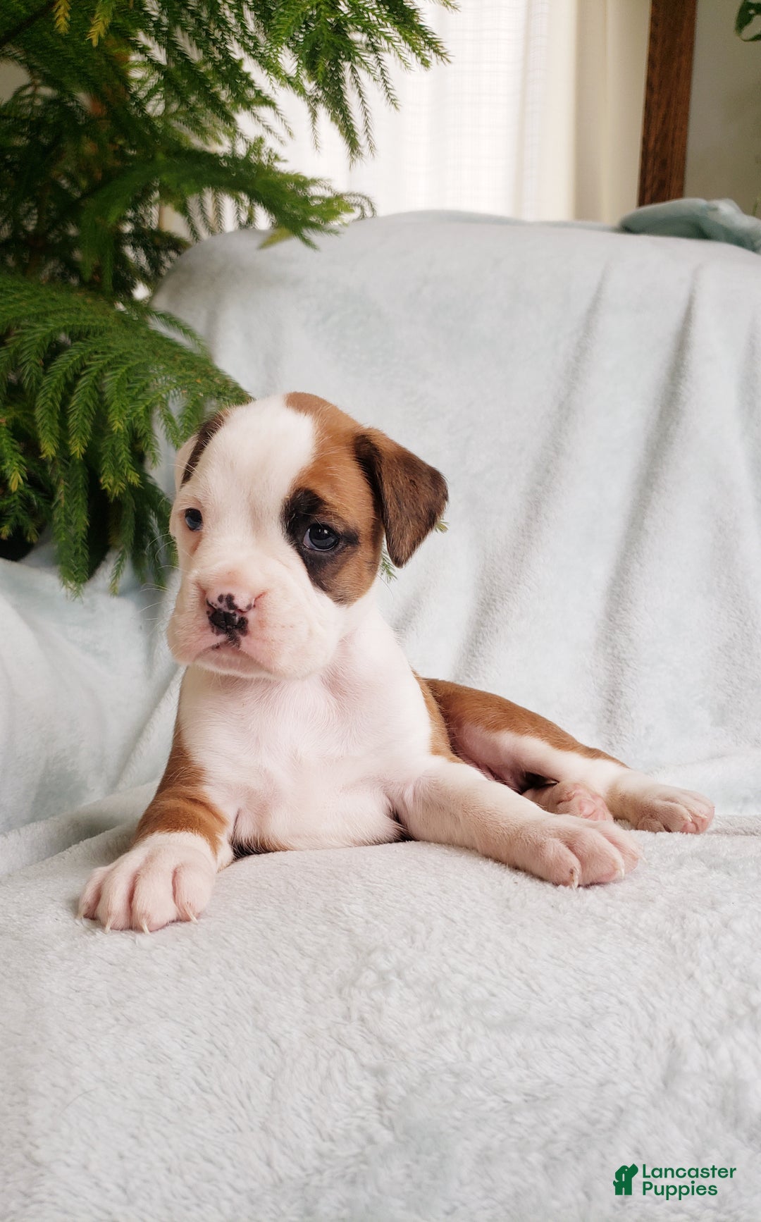 Boxer dogs for sale: Cookie  - Ad 2