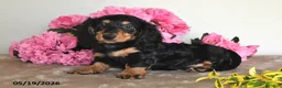 Miniature Dachshund dogs for sale: Billy - Ad 3