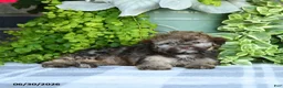 Havapoo dogs for sale: Megan - Ad 3