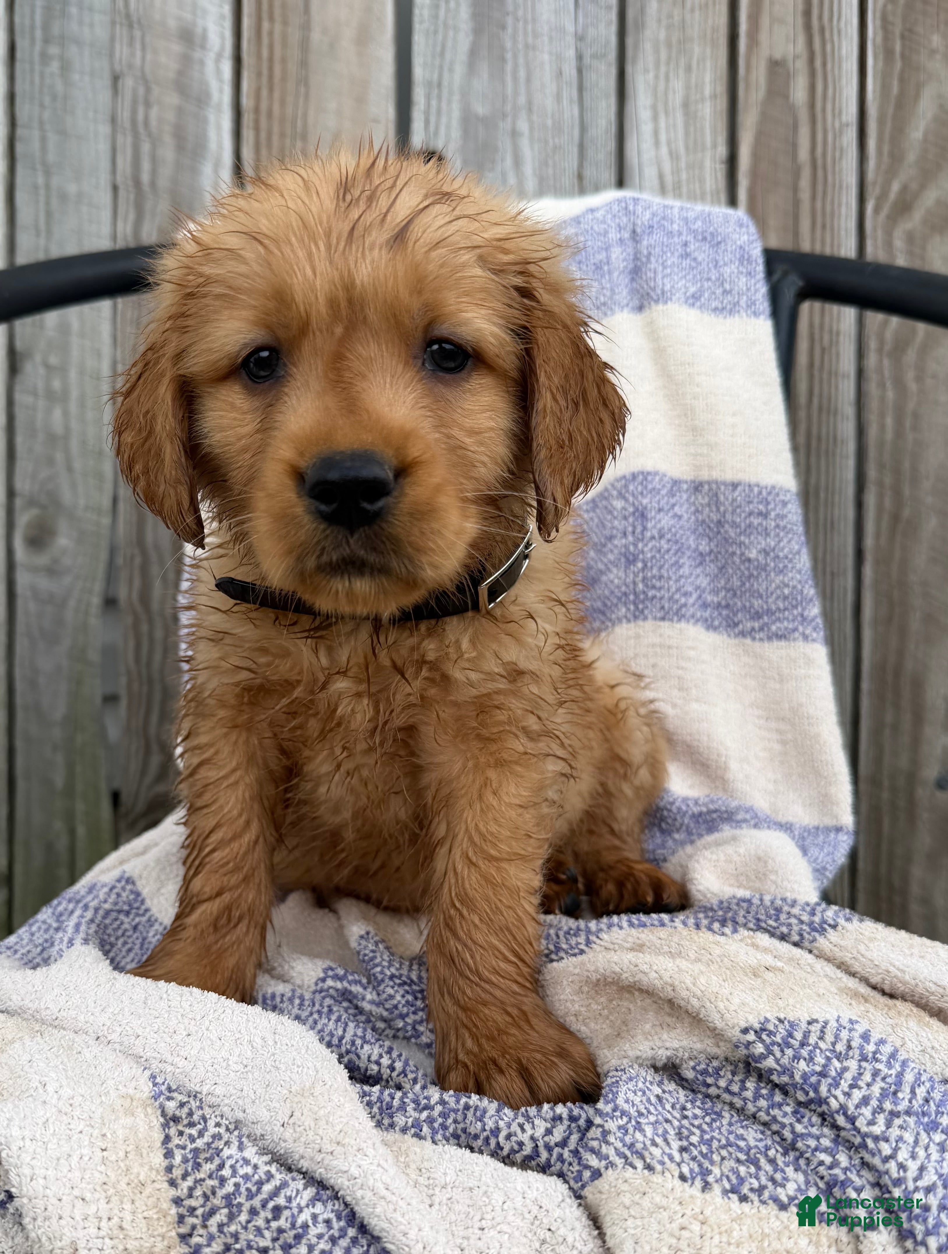 Golden Retriever dogs Diesel - Ad 1