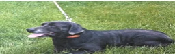 Labrador Retriever dogs for sale: Cloe - Ad 8