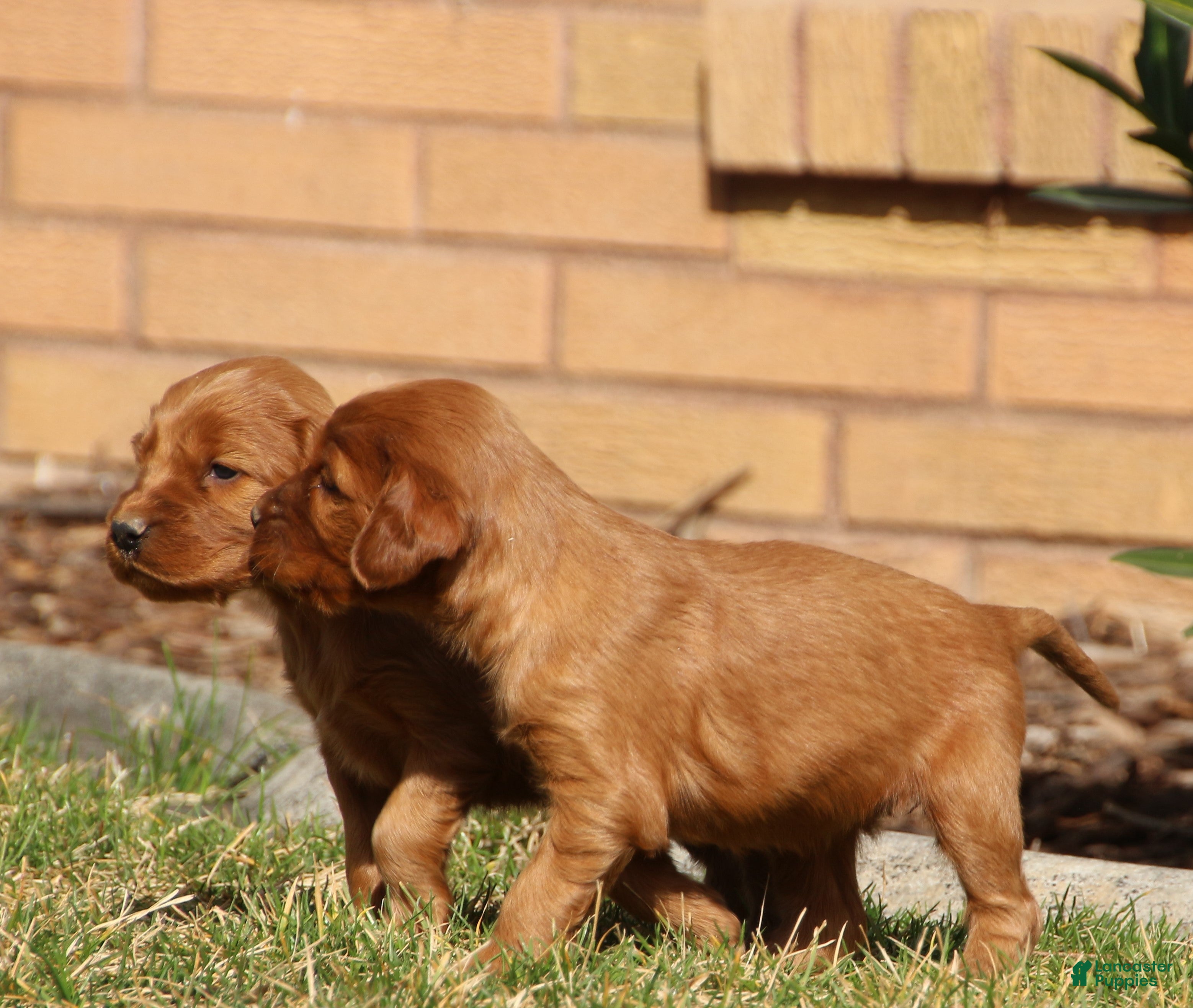 Irish Setter dogs Irish Setter Male 3 - Ad 1
