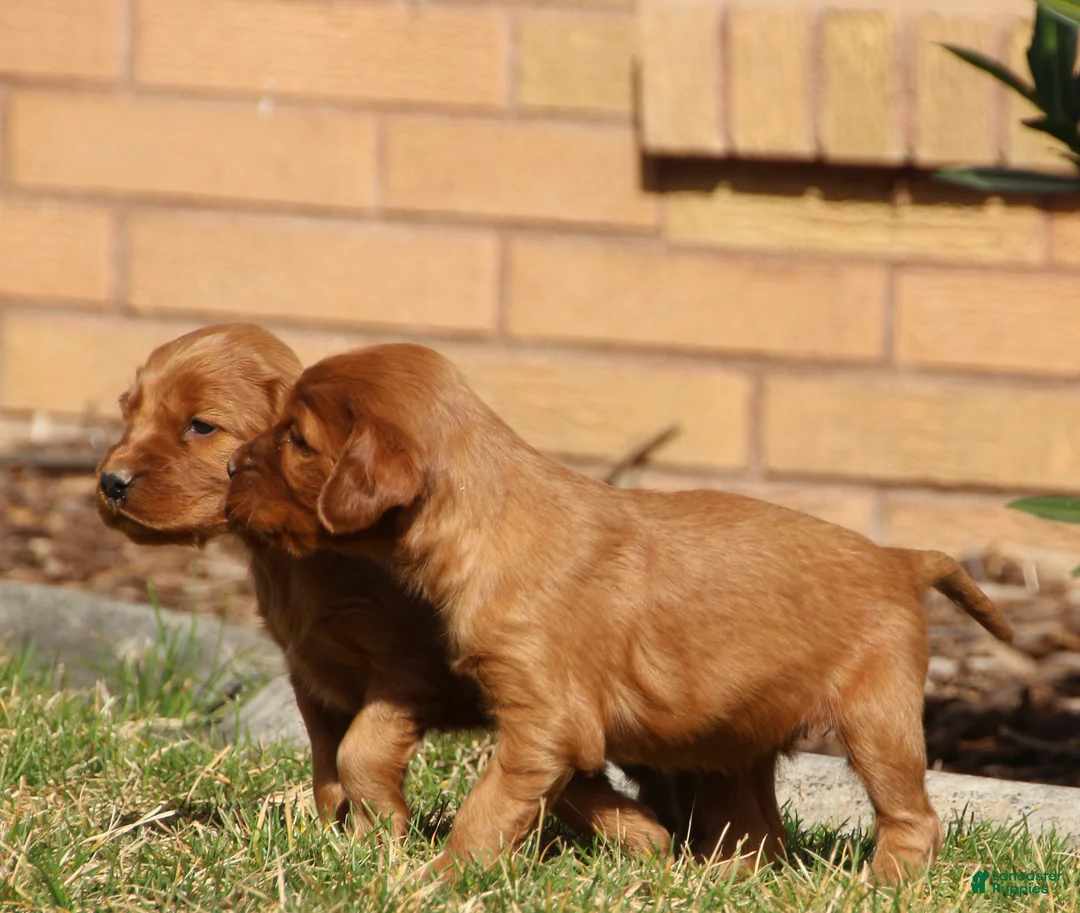 Irish Setter dogs for sale: Irish Setter Male 3 - Ad 1