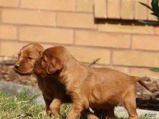 Irish Setter dogs for sale: Irish Setter Male 3 - Ad 1