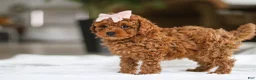 Maltipoo dogs for sale: Allie - Ad 5