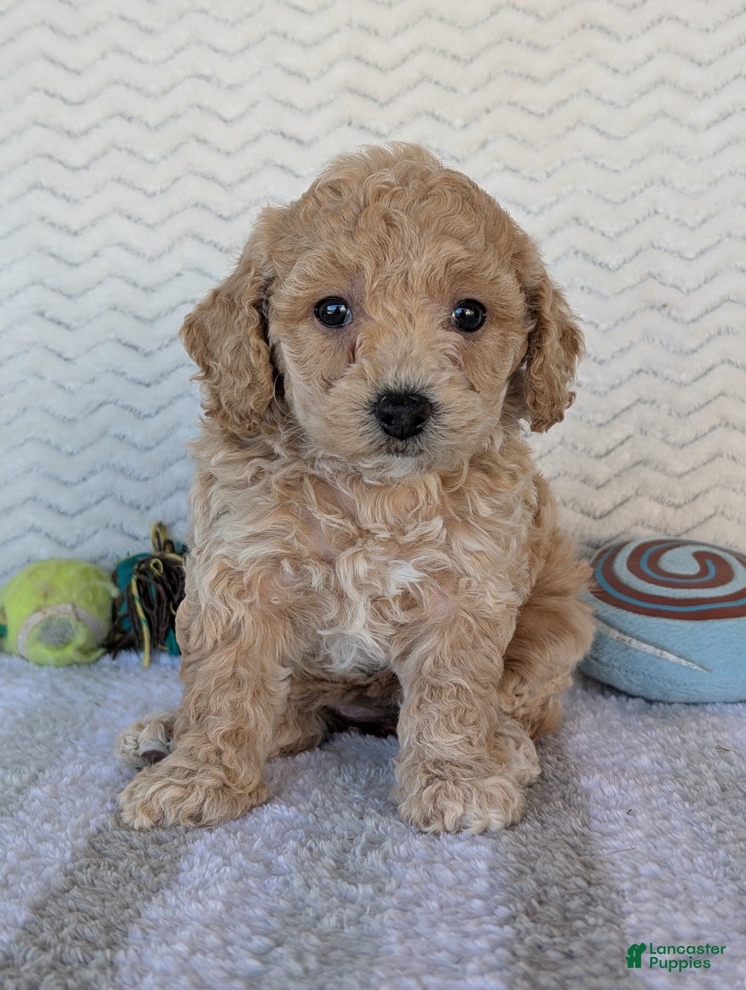 Bichpoo dogs for sale: Dasiy - Ad 2