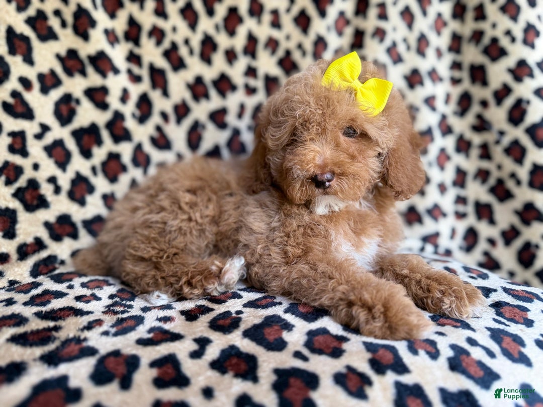 Cockapoo dogs for sale: Maya - Ad 4