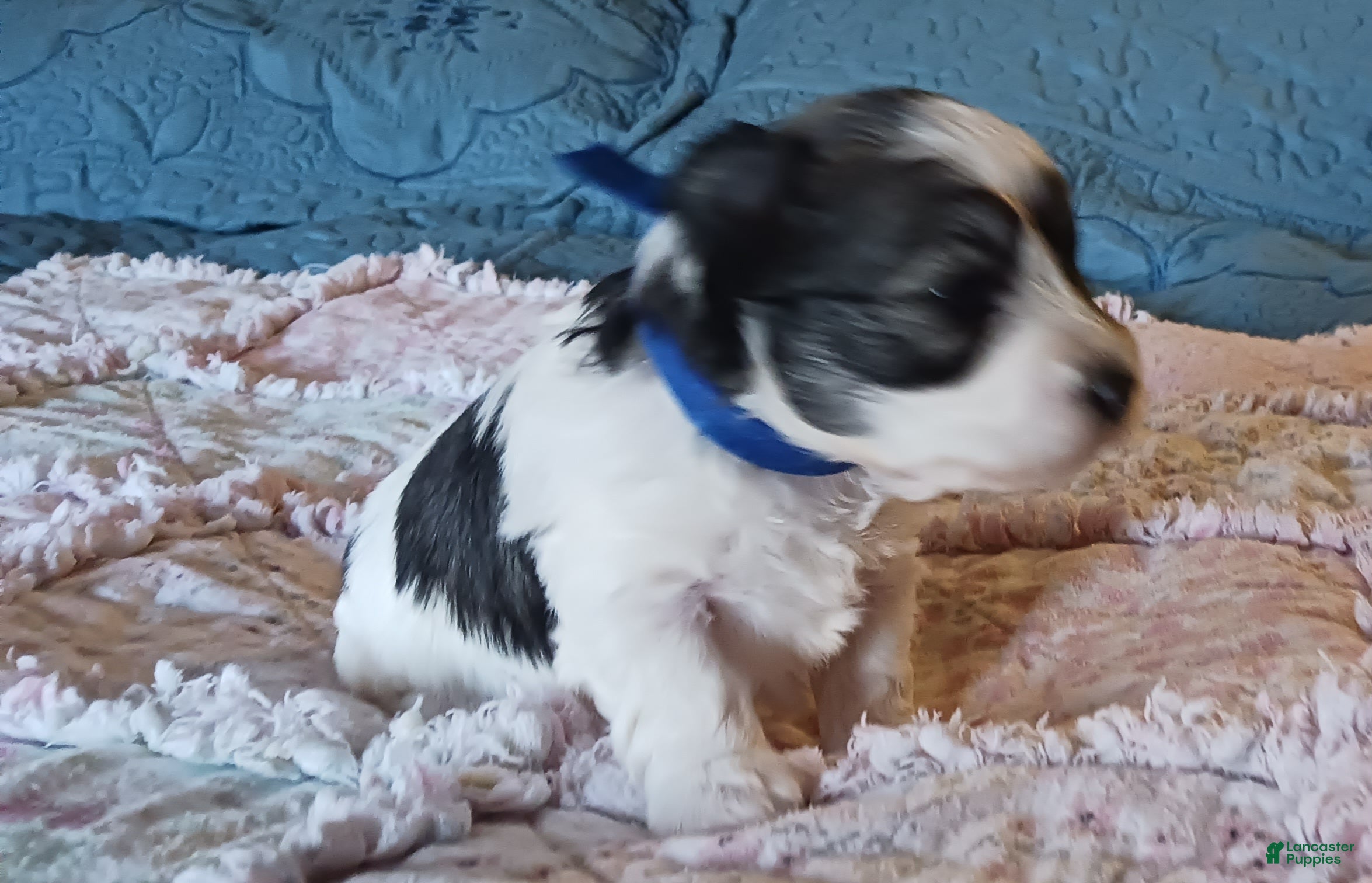Miniature Schnauzer dogs Mia's Blue Ribbon Boy  - Ad 1