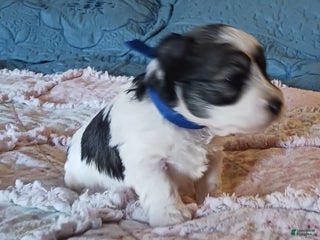 Miniature Schnauzer dogs Mia's Blue Ribbon Boy - Ad 1