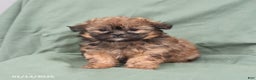 Shihpoo dogs for sale: Lilly - Ad 3