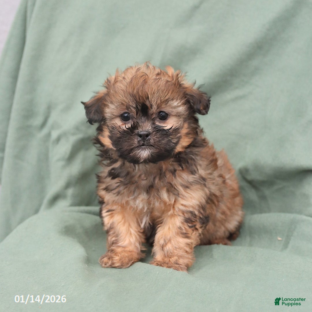 Shihpoo dogs for sale: Lilly - Ad 3