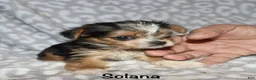 Yorkshire Terrier dogs for sale: Solana - Ad 8
