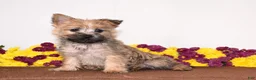Cairn Terrier dogs for sale: Kasha - Ad 3