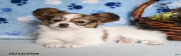Papillon dogs for sale: Shanna - Ad 3