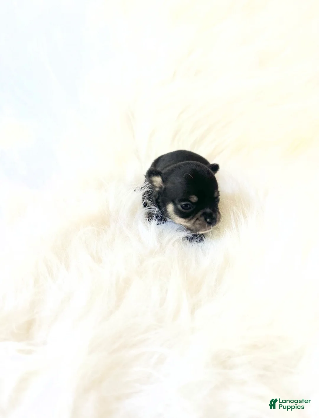 Chihuahua dogs for sale: AKC Tiny Zack - Ad 2