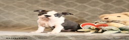 Boston Terrier dogs for sale: Heidi - Ad 1