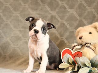 Boston Terrier dogs Heidi - Ad 2