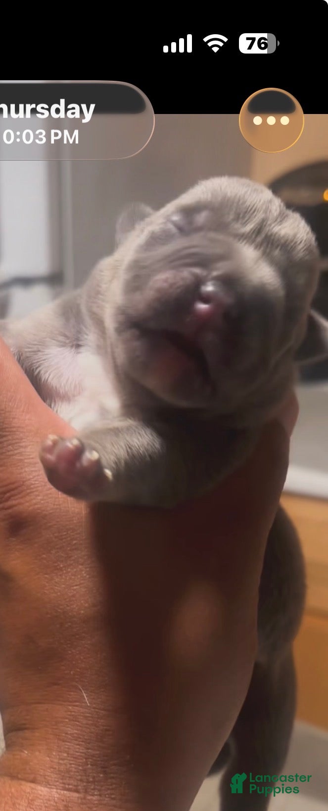 American Bully dogs American Bully 4 - Ad 9