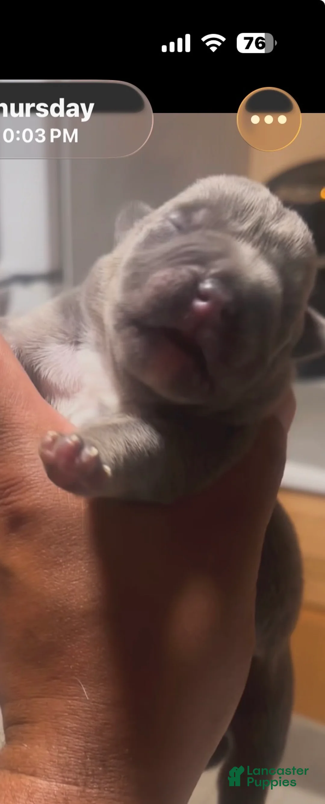 American Bully dogs for sale: American Bully 4 - Ad 1