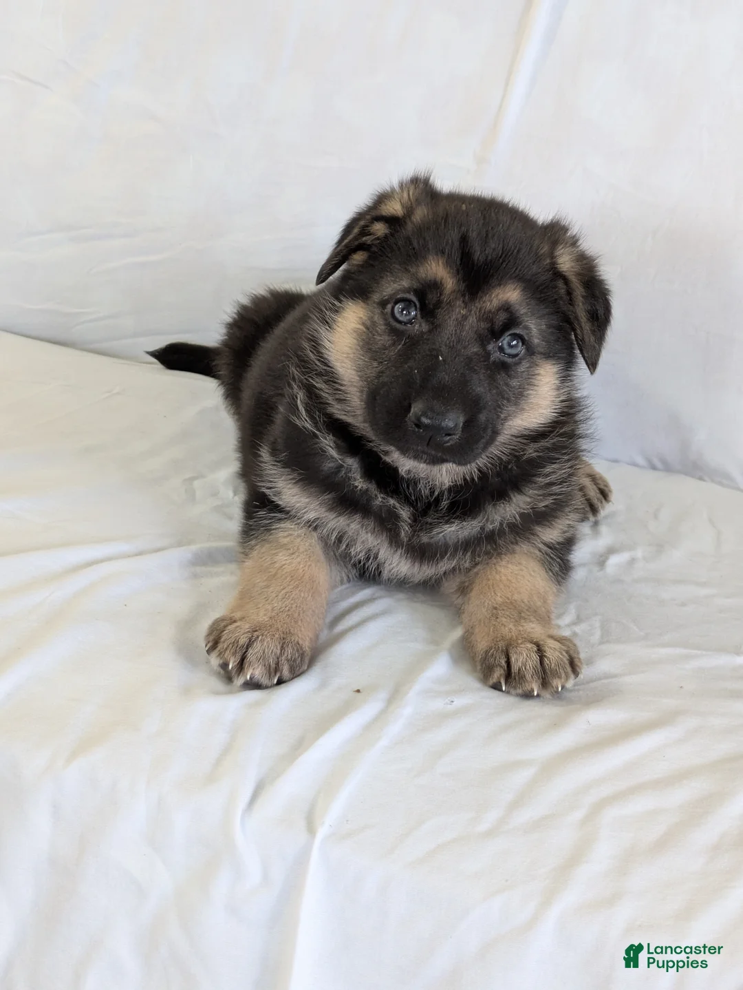 German Shepherd dogs for sale: Sydney - Ad 1