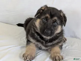 German Shepherd dogs Sydney - Ad 13