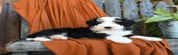 Bernedoodle dogs for sale: Quake - Ad 3