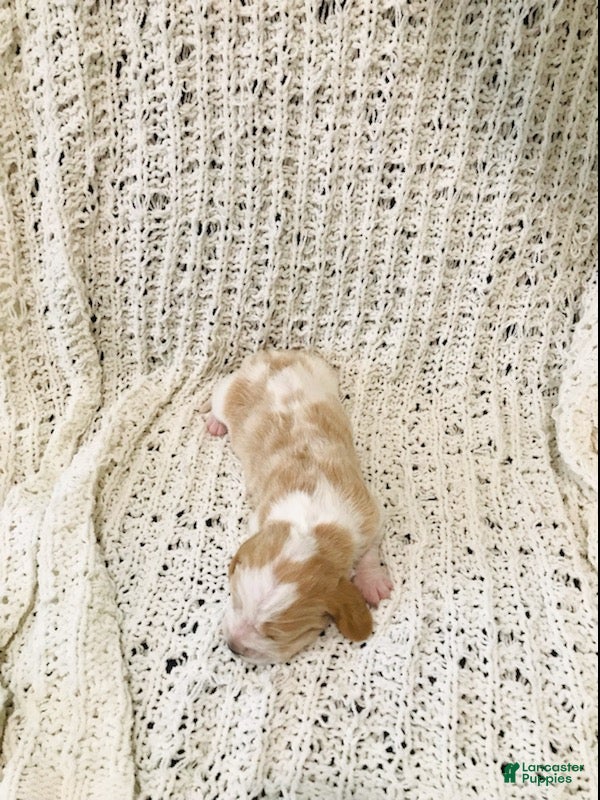 Basset Hound dogs Fern-female - Ad 1