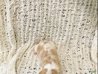 Basset Hound dogs for sale: Fern-female - Ad 3