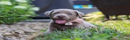 Labrador Retriever dogs for sale: Clover - Ad 8