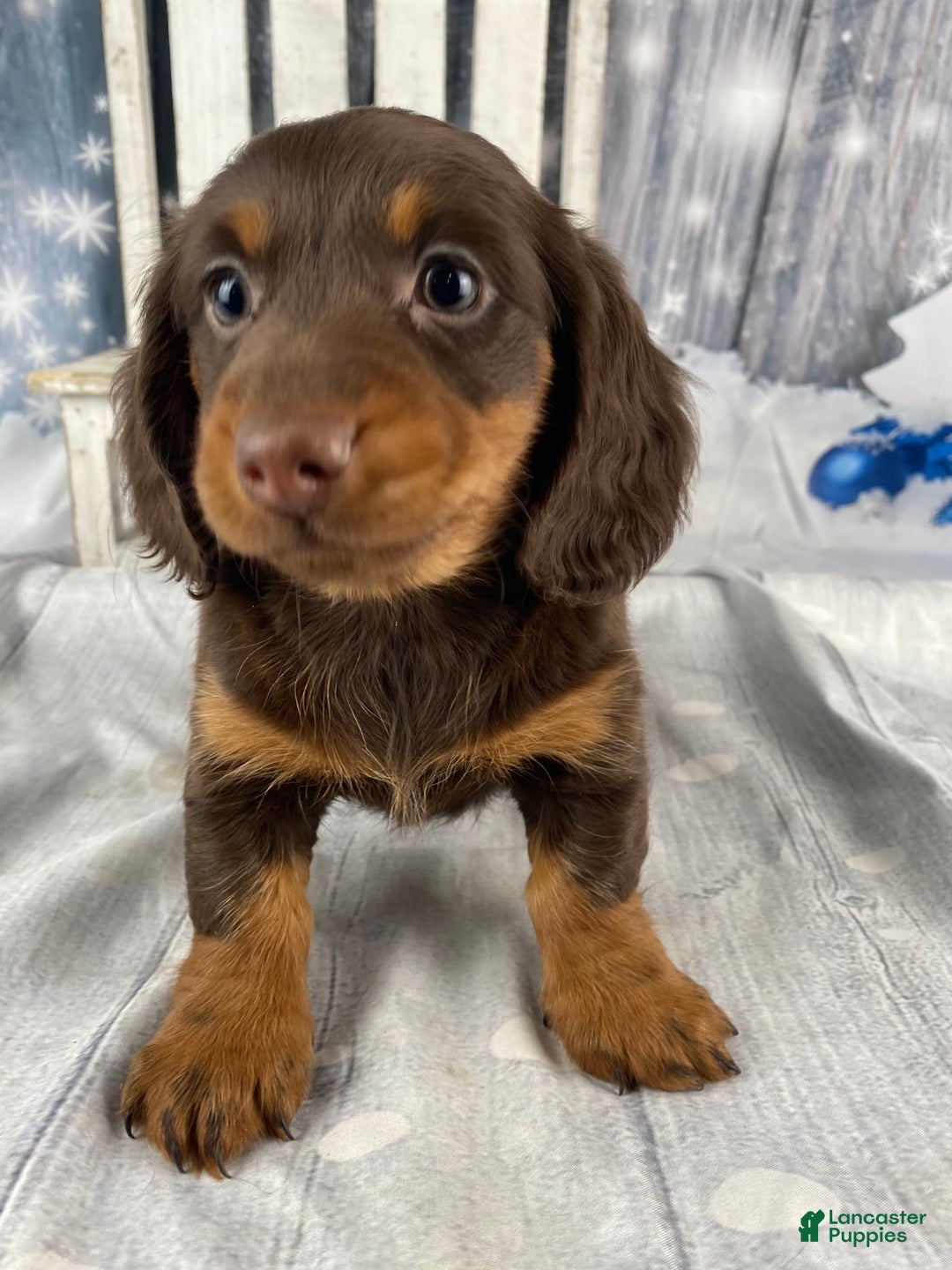 Miniature Dachshund dogs for sale: Lexi - Ad 12