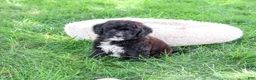 Saint Berdoodles dogs for sale: Wrenly - Ad 4