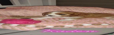 Cavalier King Charles Spaniel 2
