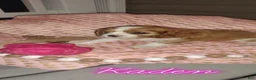 Cavalier King Charles Spaniel dogs for sale: Cavalier King Charles Spaniel 2 - Ad 1