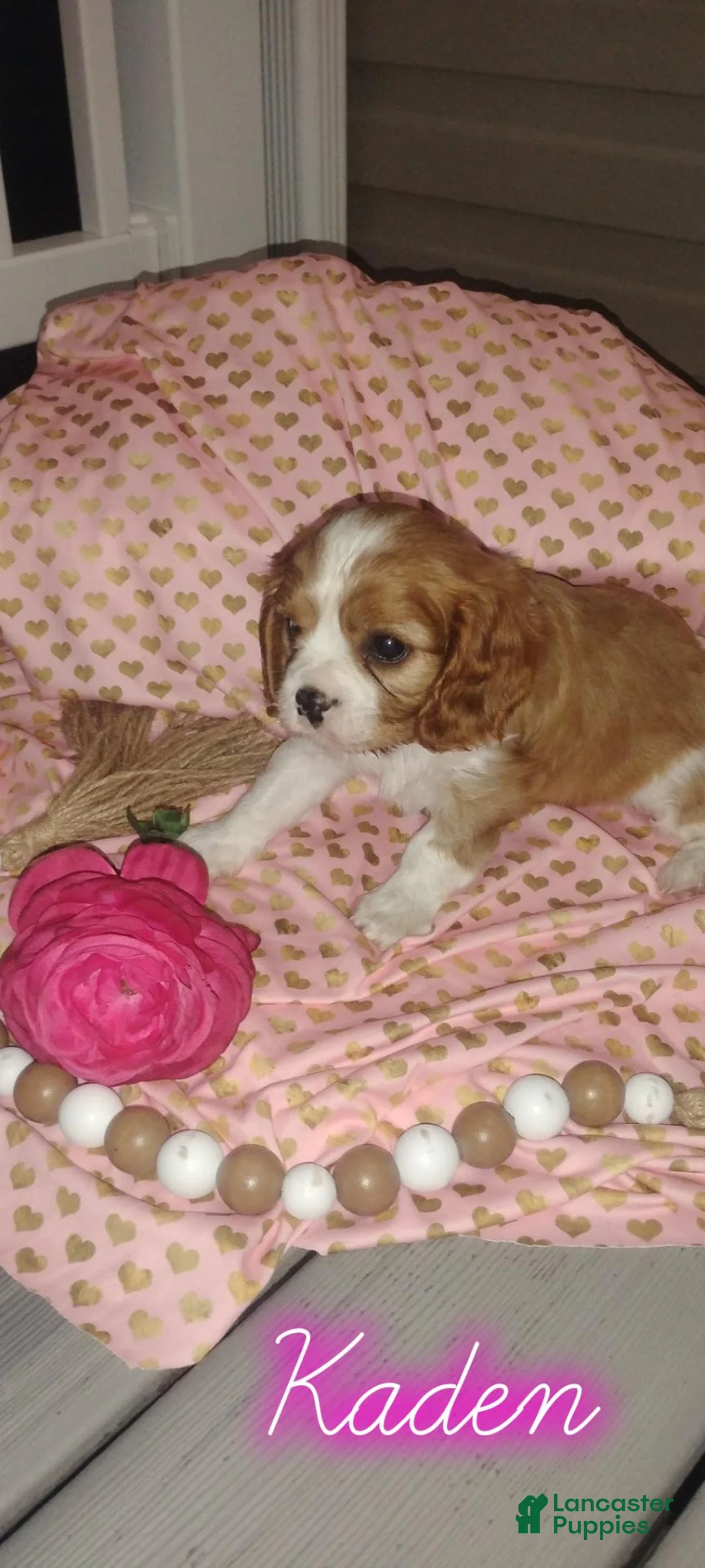 Cavalier King Charles Spaniel dogs for sale: Cavalier King Charles Spaniel 2 - Ad 1