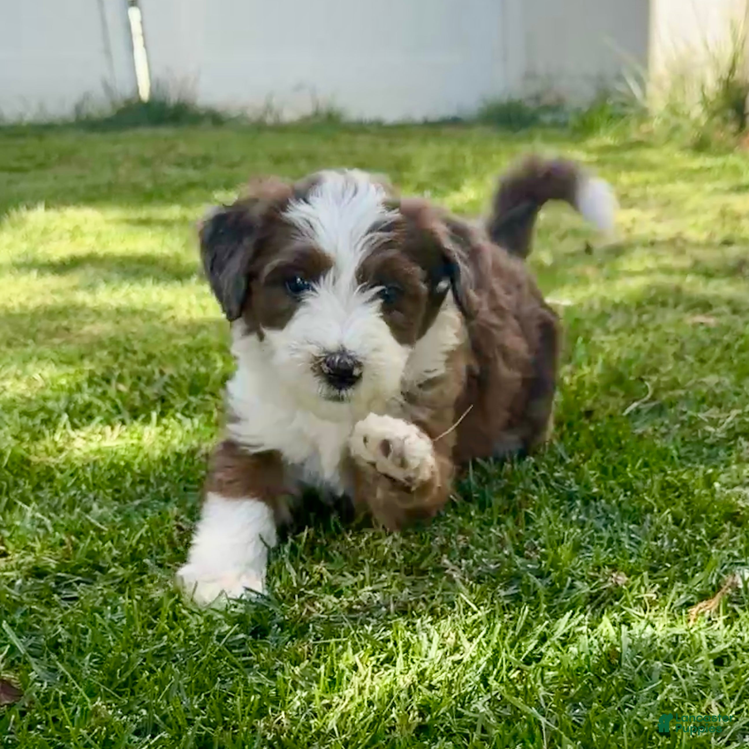 Bernedoodle dogs Annabelle - Ad 2